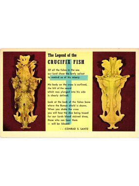 The Legend Of The Crucifix Fish Florida Postcard Real Photo Gulfport Museum